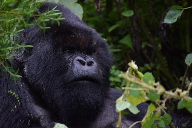 uganda-ruanda-korutazas-(14).jpg