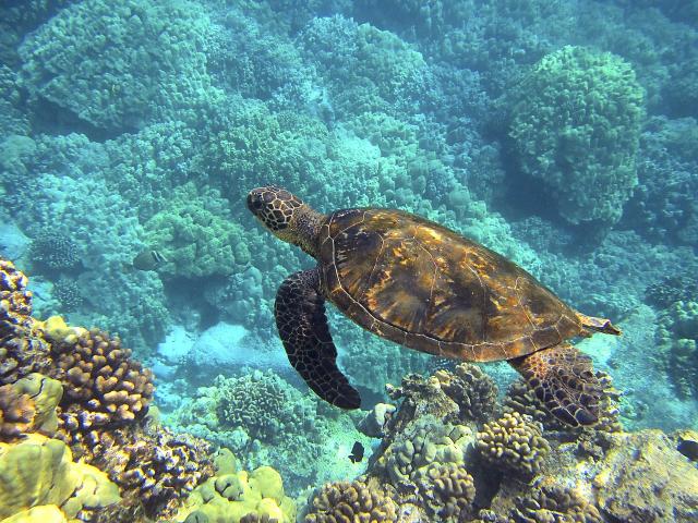 hawaii_korutazas-(14).jpg