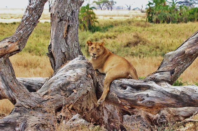 tanzania-zanzibar-korutazas-(7).jpg