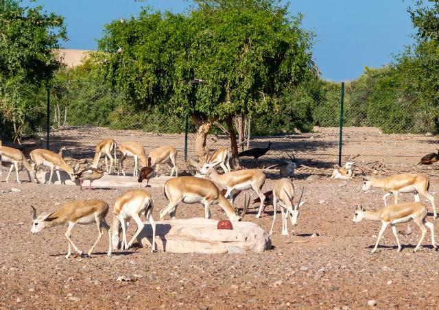 Sir Bani yas