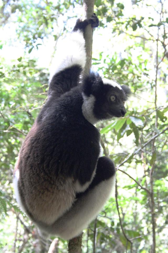LastMinuteCentrum hu Madagaszk r El foglal si Akci 2022 
