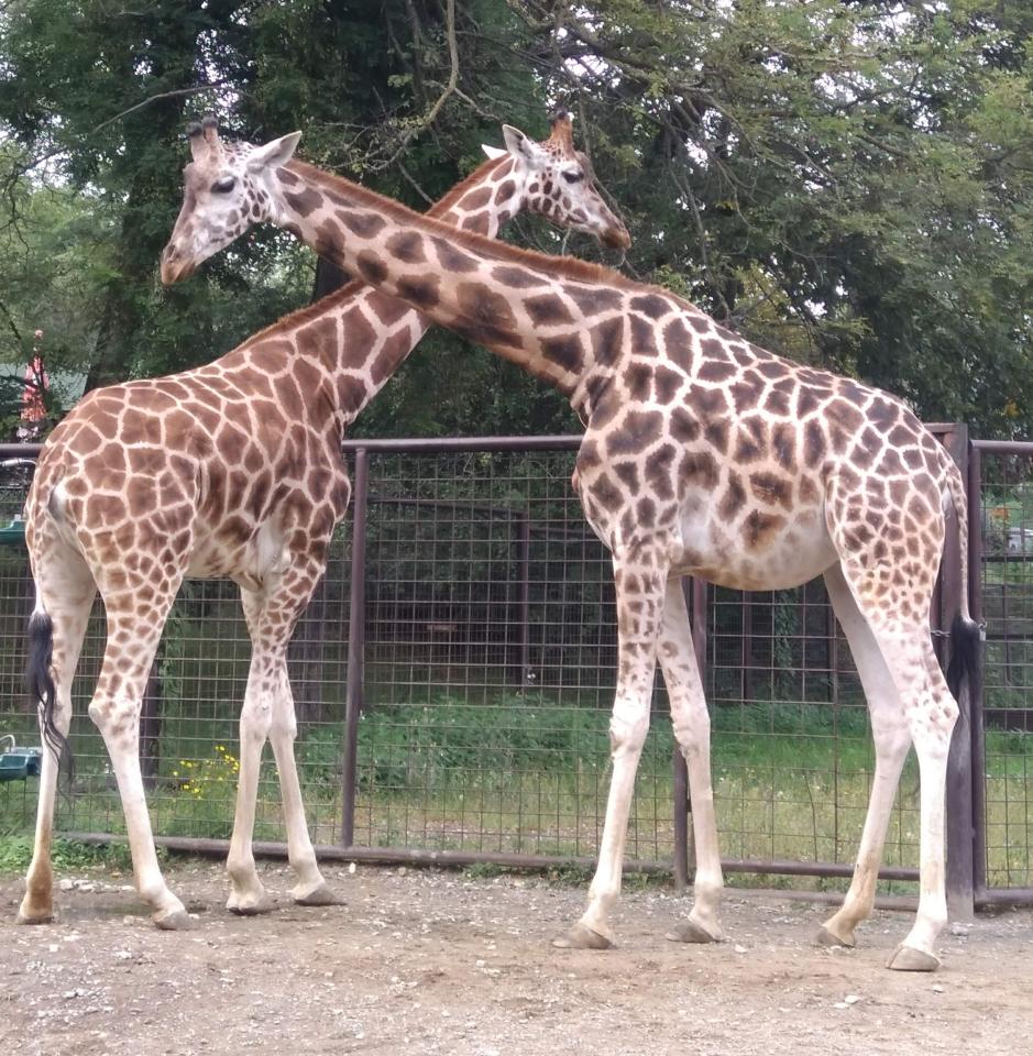 Adutours utaz si iroda Kassai llatkert s Dino Park